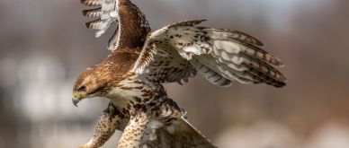 MFN - How hawkish is the Fed?