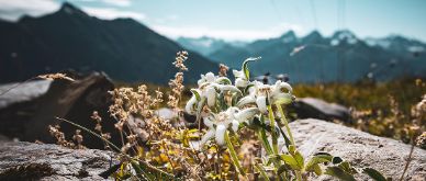 Swiss summertime blues